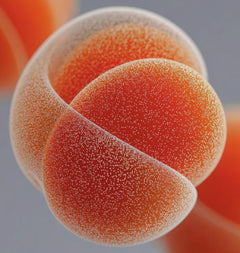 10 enzymes